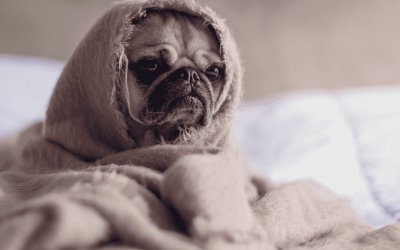 You are getting sleepy, very, very sleepy…